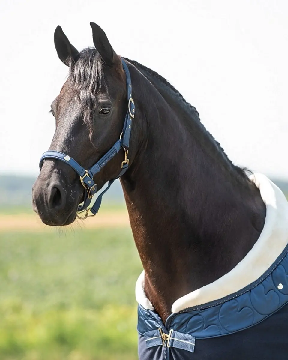 QHP Halsterset Lily - Full - Donkerblauw - afbeelding 2 van 6