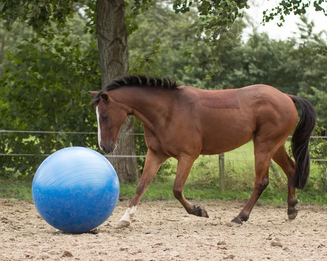 QHP Paardenvoetbal Roze - afbeelding 3 van 5