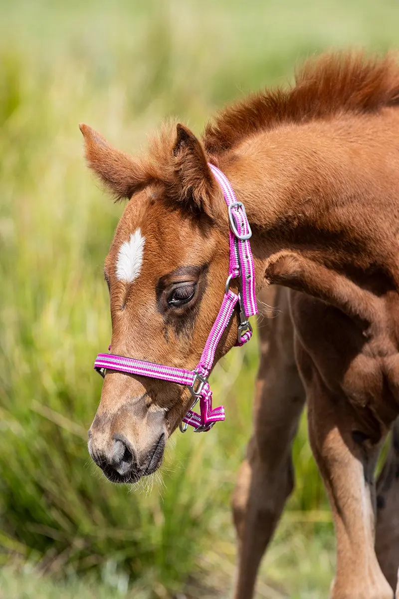 Horsegear Veulenhalster Horsegear Zarin Roze-wit