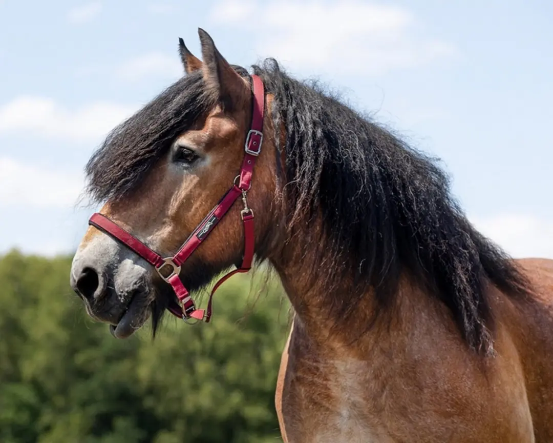 QHP Halster Deluxe Trekpaard - Full - Rood - afbeelding 3 van 4