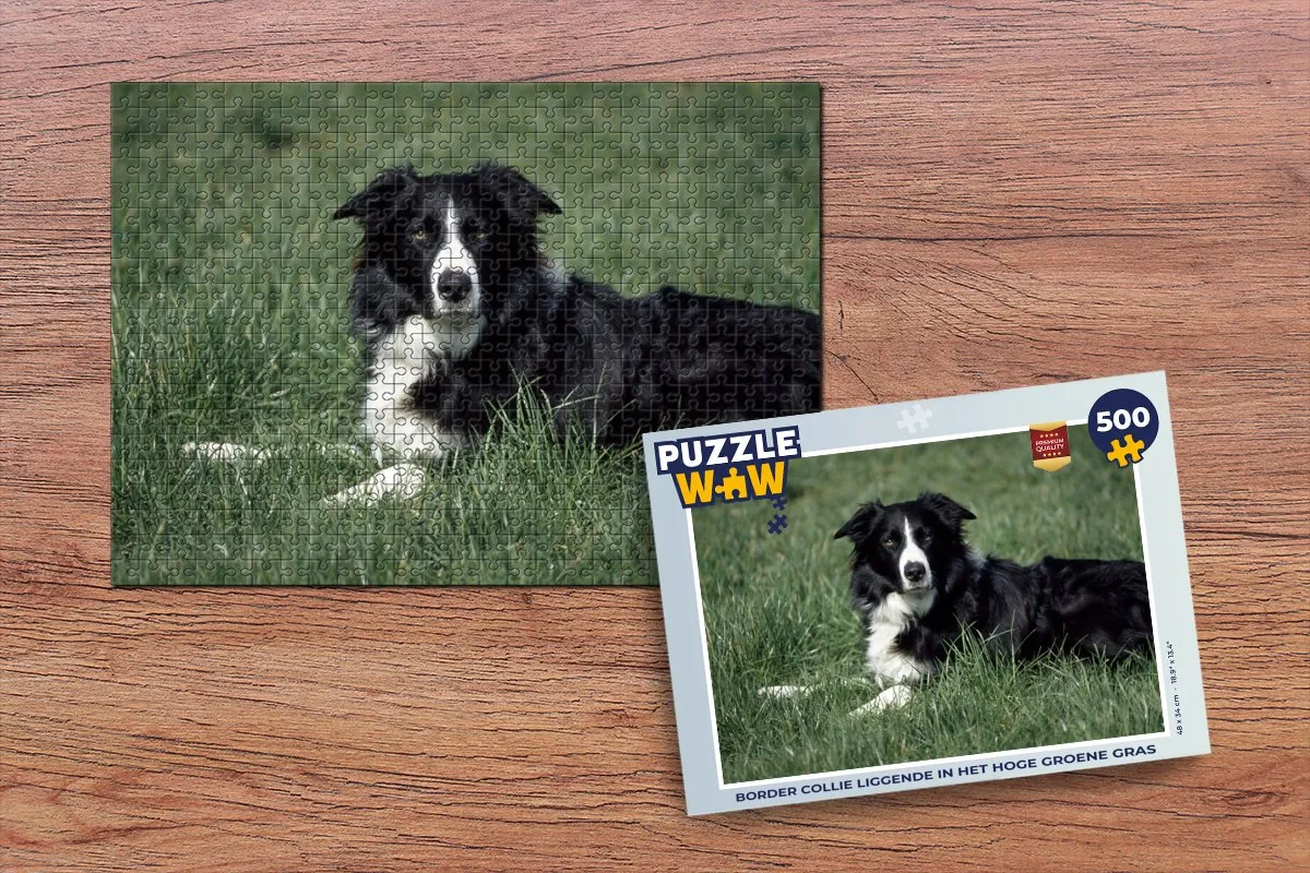 PuzzleWow Border Collie Legpuzzel 500 Stuks - Multicolor