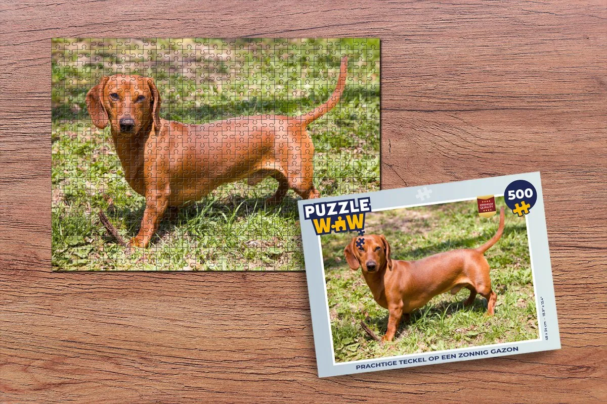 PuzzleWow Legpuzzel Teckel op zonnig gazon 500 Stuks - Multicolor