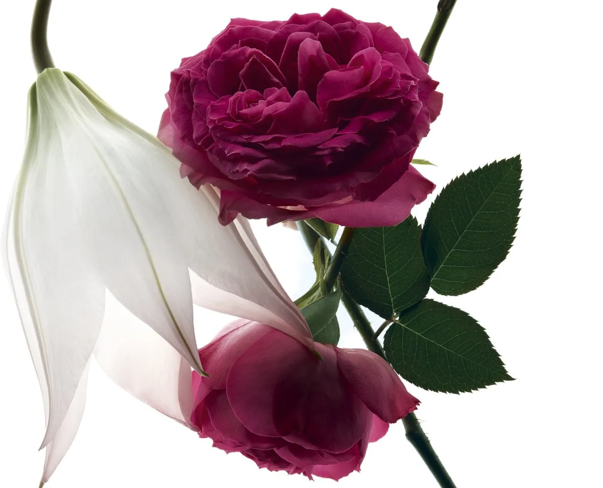 Yves Saint Laurent Mon Paris Intensément 50 ml Eau De Parfum - Damesparfum