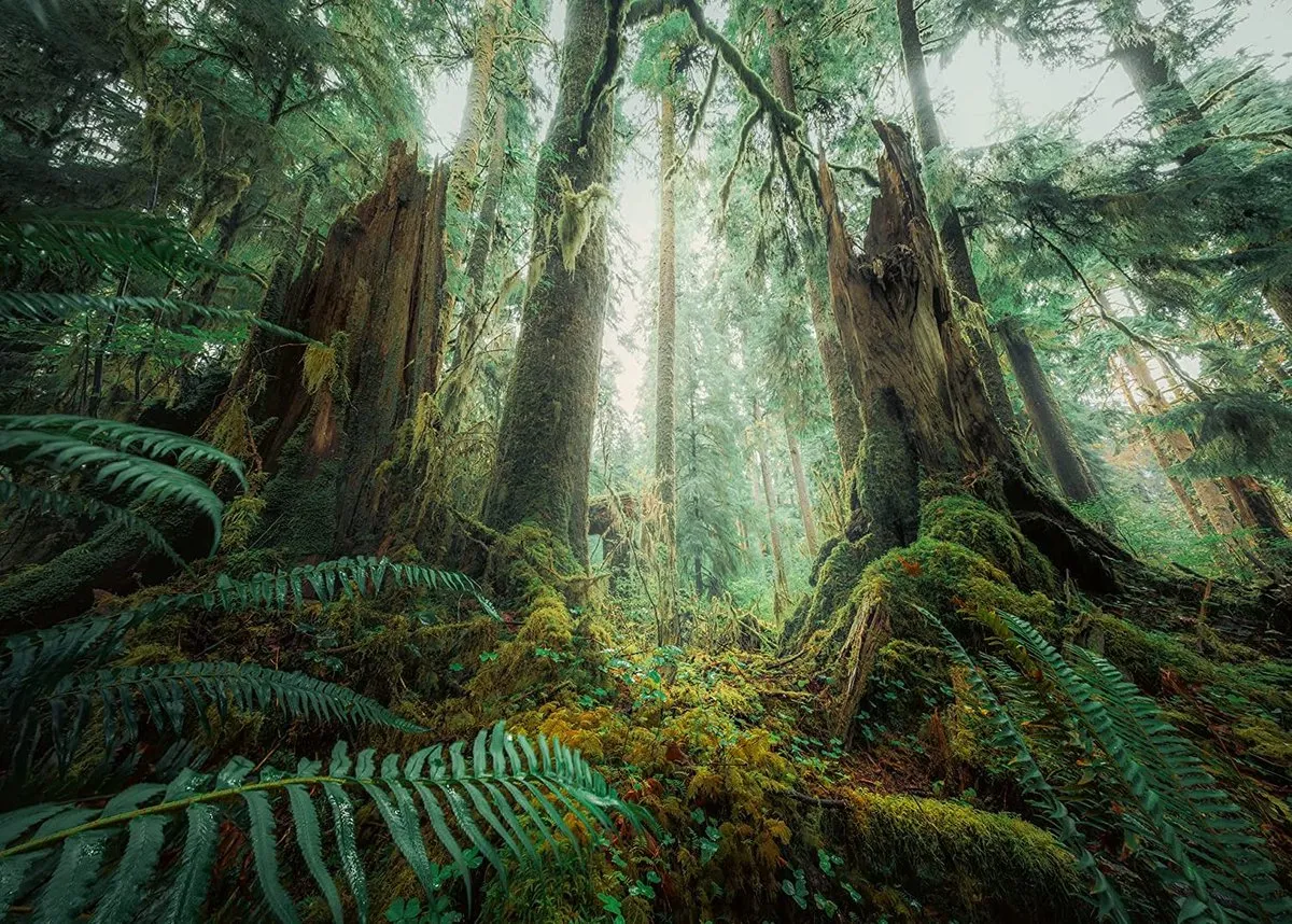 Ravensburger Nature Edition Im Wald Puzzel 1000 Stuks