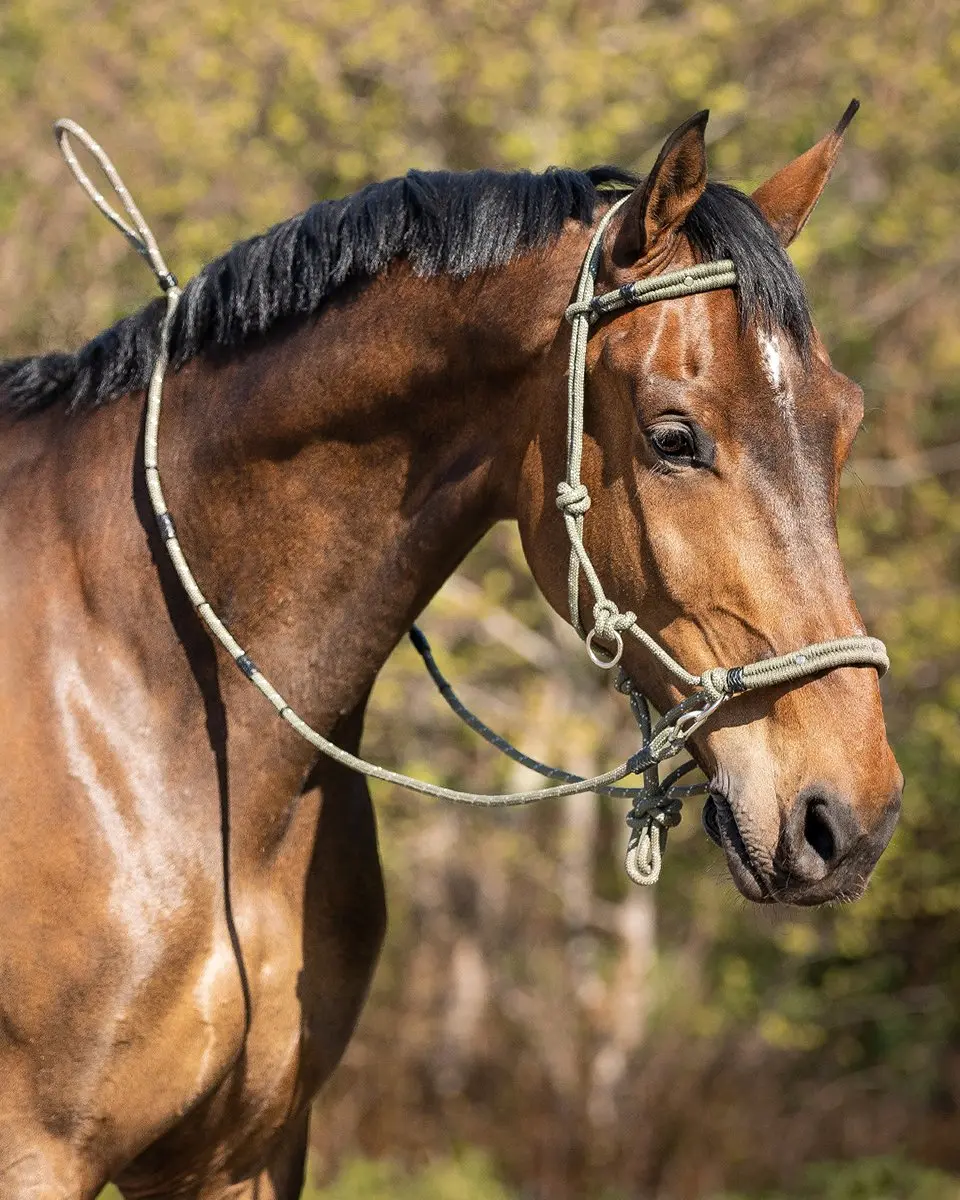 QHP Multi Touwhalsterset - Pony - Donkergroen - afbeelding 2 van 6