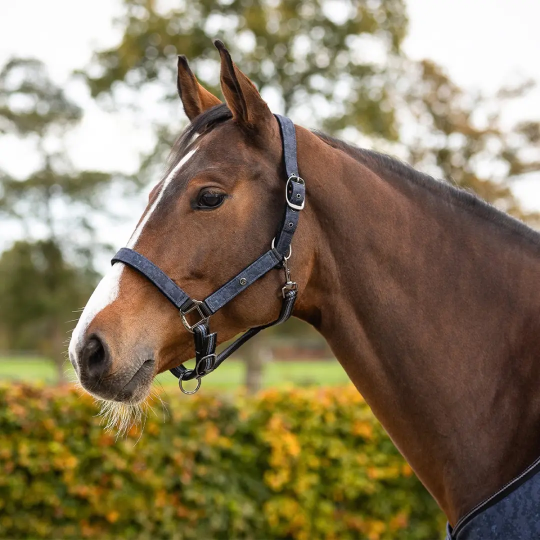 QHP Halsterset Turnout Donkerblauw - Pony