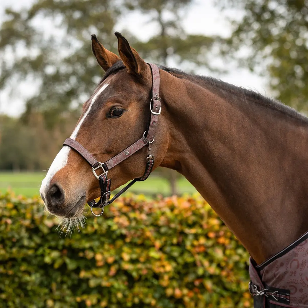 QHP Halsterset Turnout Donkerrood