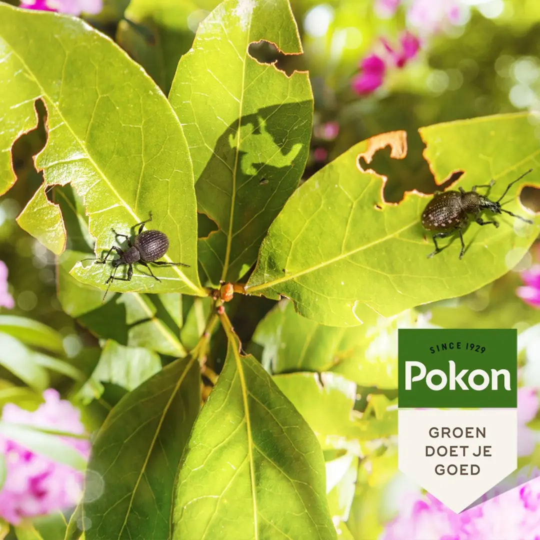 Pokon Bio Tegen Insecten en Kevers Compost 20L - afbeelding 4 van 6
