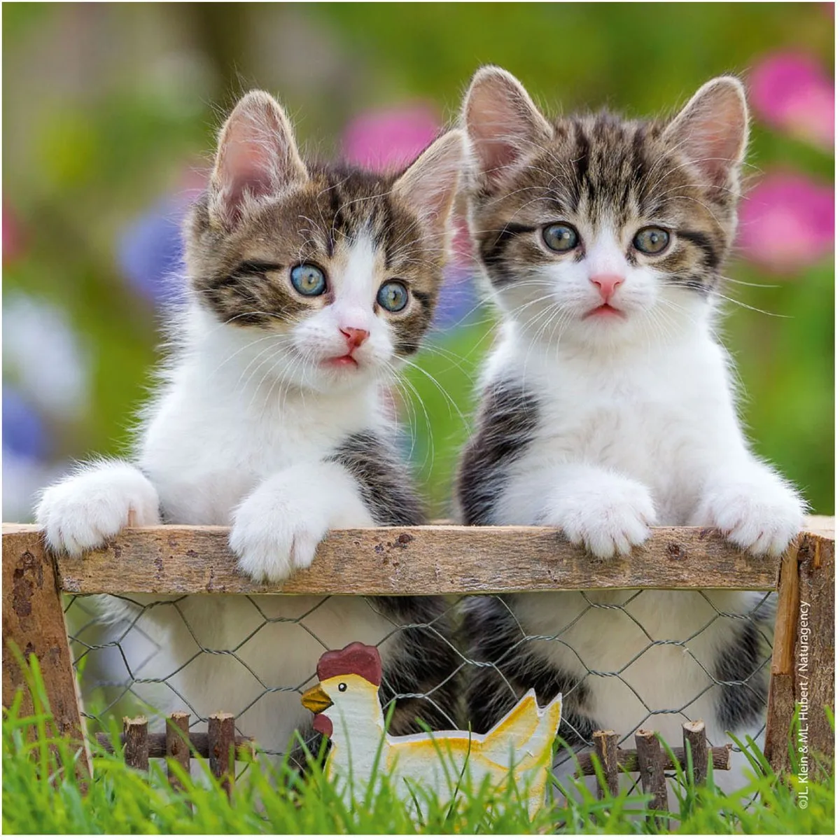 Ravensburger Katten Puzzel - 147 Stuks (3x49) - Multicolor
