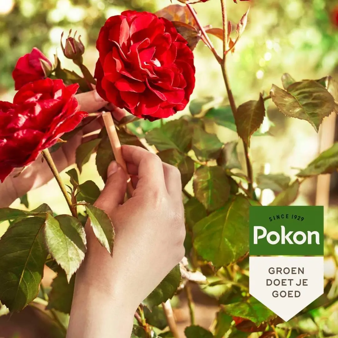 Pokon Rozen Meststof 3-in-1 1kg - afbeelding 5 van 5