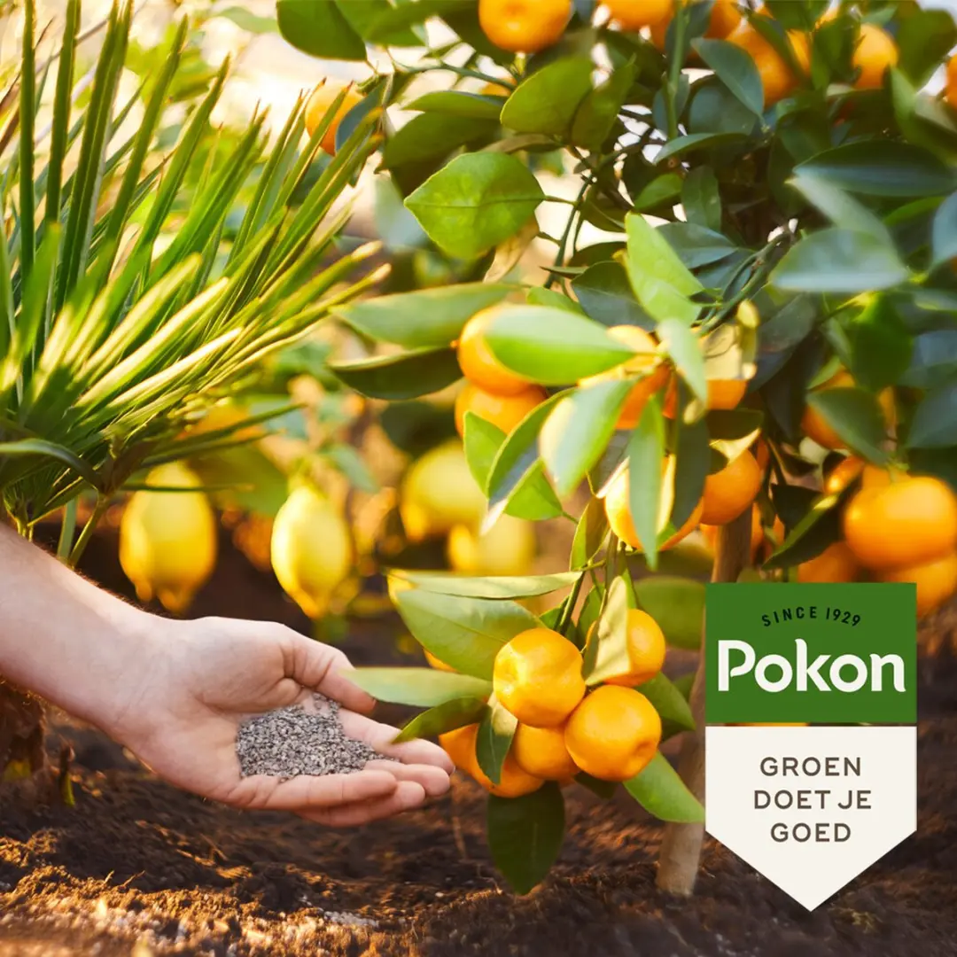 Pokon Mediterrane Planten Mest 1kg - afbeelding 4 van 6