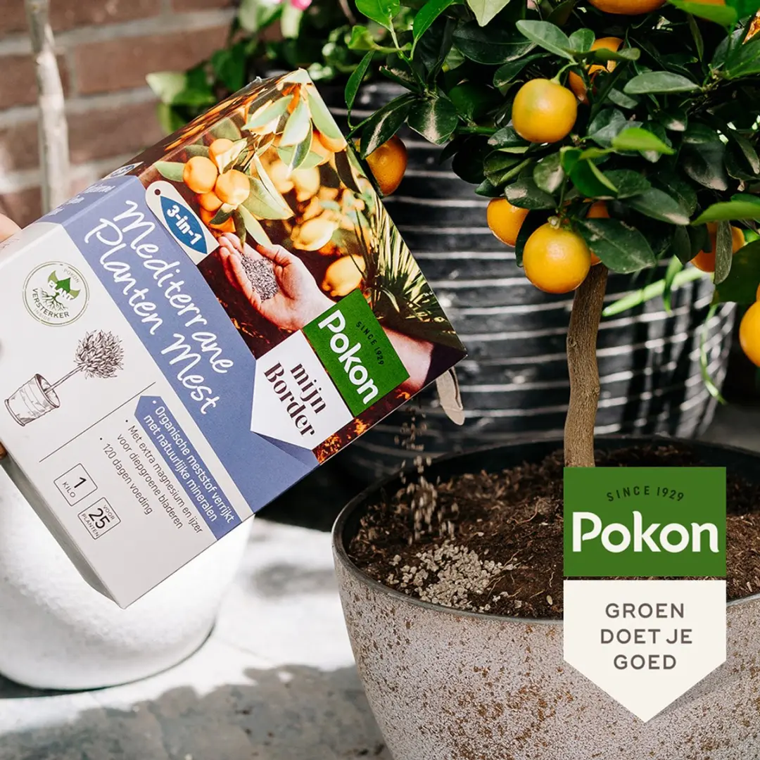 Pokon Mediterrane Planten Mest 1kg - afbeelding 3 van 6