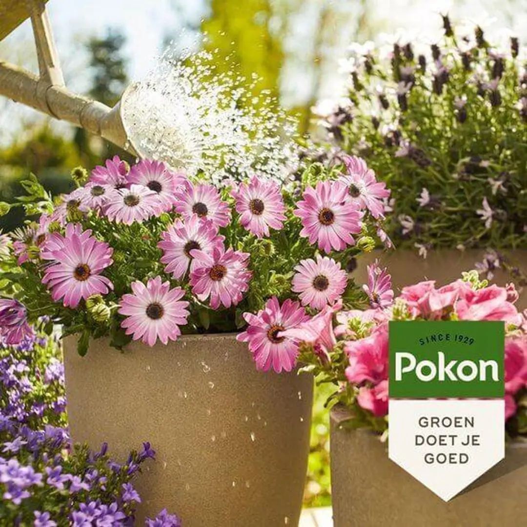 Pokon Bio Terras & Balkonplanten Voeding 500ml - afbeelding 6 van 6