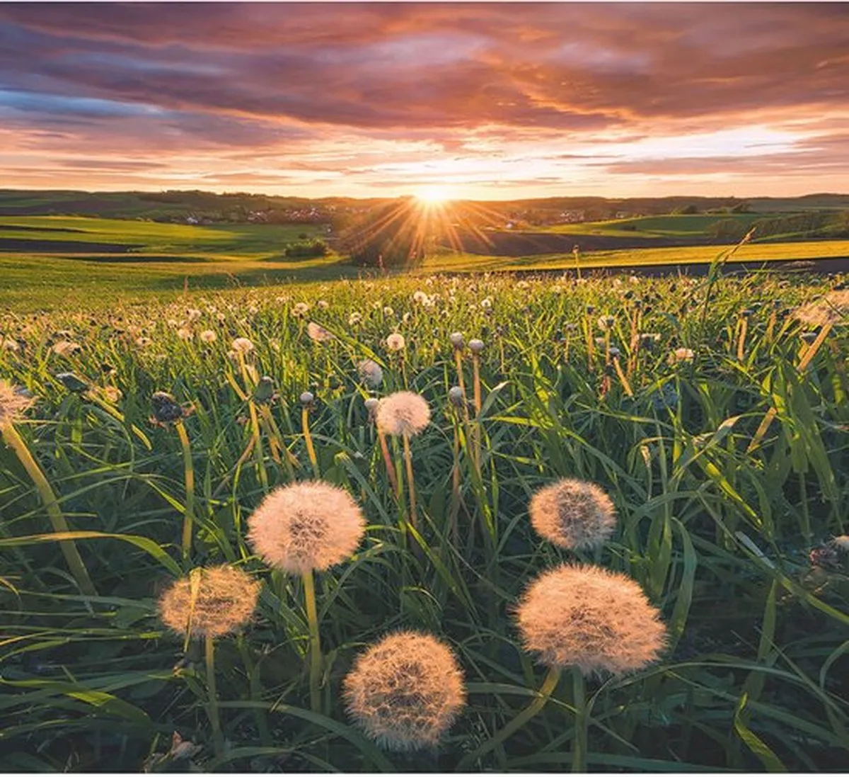Ravensburger Paardenbloemen bij Zonsondergang Legpuzzel 500 Stuks - 169900