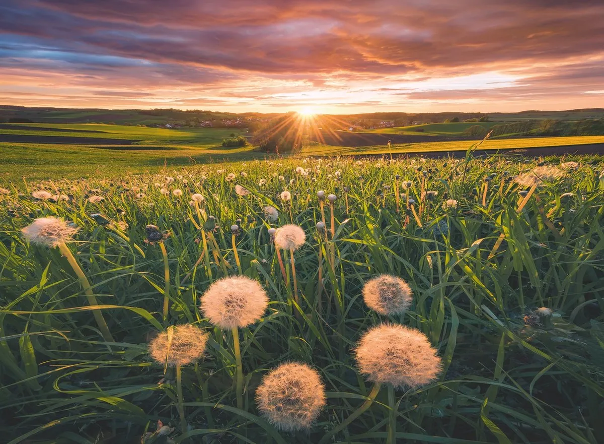 Ravensburger Paardenbloemen bij Zonsondergang Legpuzzel 500 Stuks - 169900