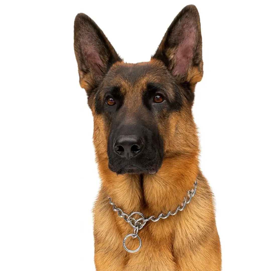 Nobleza Slipketting Hondenhalsband XL