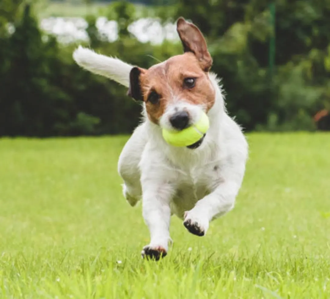 Nobleza Honden Speelbal met Piep - Tennisbal Vinyl 6,5cm - Geel - afbeelding 2 van 6