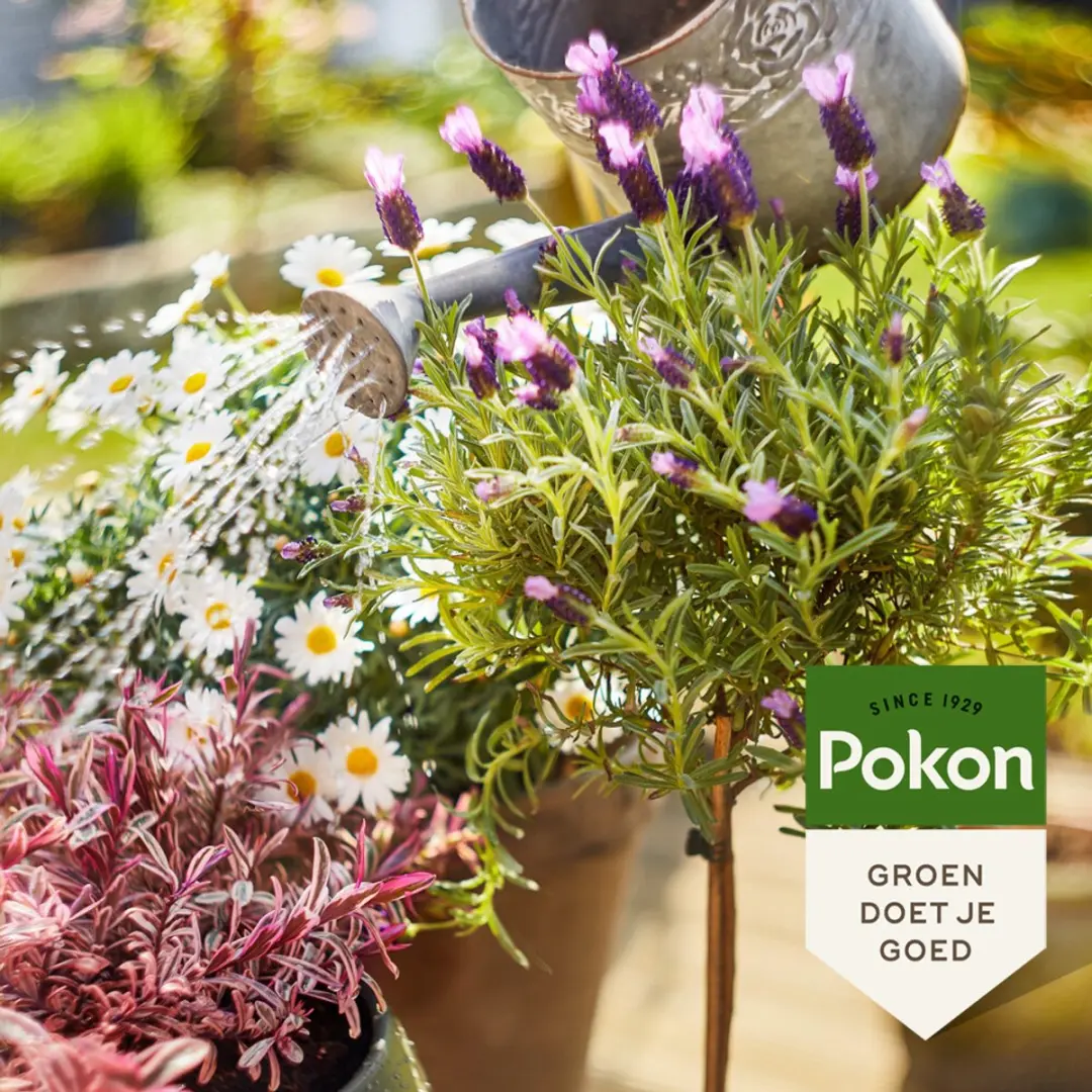 Pokon Bio Terras & Balkonplanten Voeding 1L - afbeelding 6 van 6