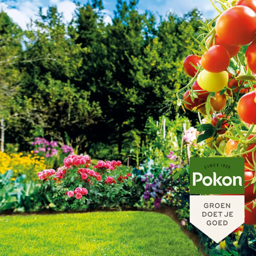 Pokon Bio Lavameel 1,75kg - Biologische Bodemverbeteraar - afbeelding 6 van 6