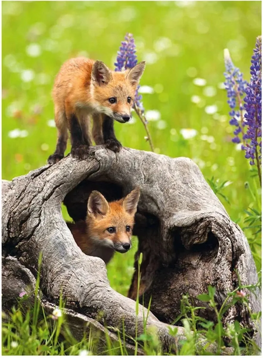 Ravensburger Photograph Exotic Animal Legpuzzel 300 XXL Stukjes - Multicolor
