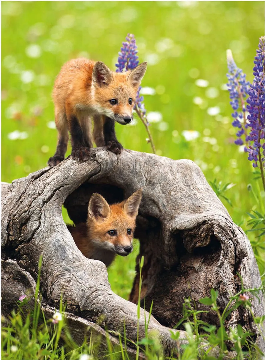 Ravensburger Photograph Exotic Animal Legpuzzel 300 XXL Stukjes - Multicolor