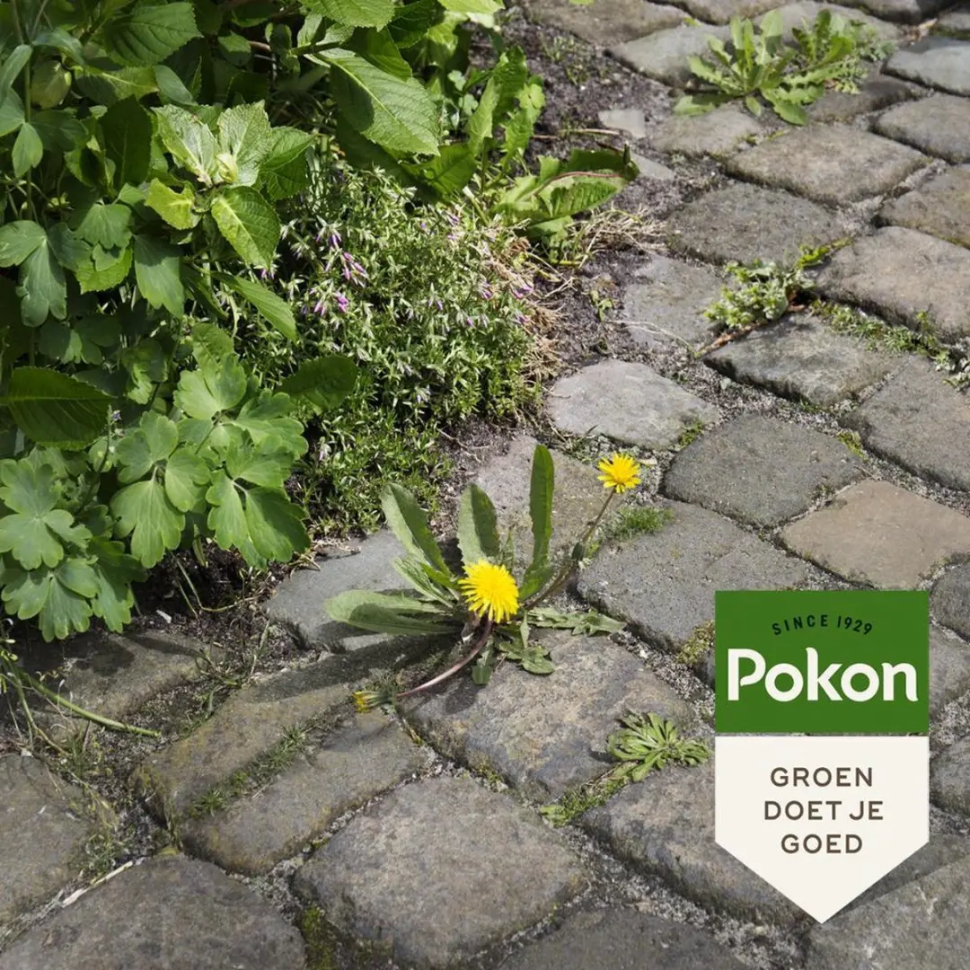 Pokon Tegen Onkruid Spray 1L - Natuurlijk - afbeelding 5 van 6