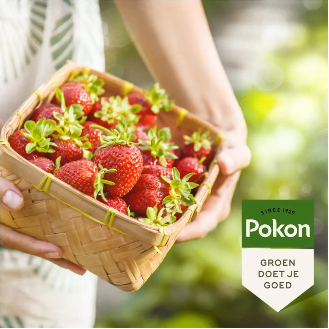 Pokon Bio Kleinfruit Mest 1kg - Biologische meststof - afbeelding 3 van 5