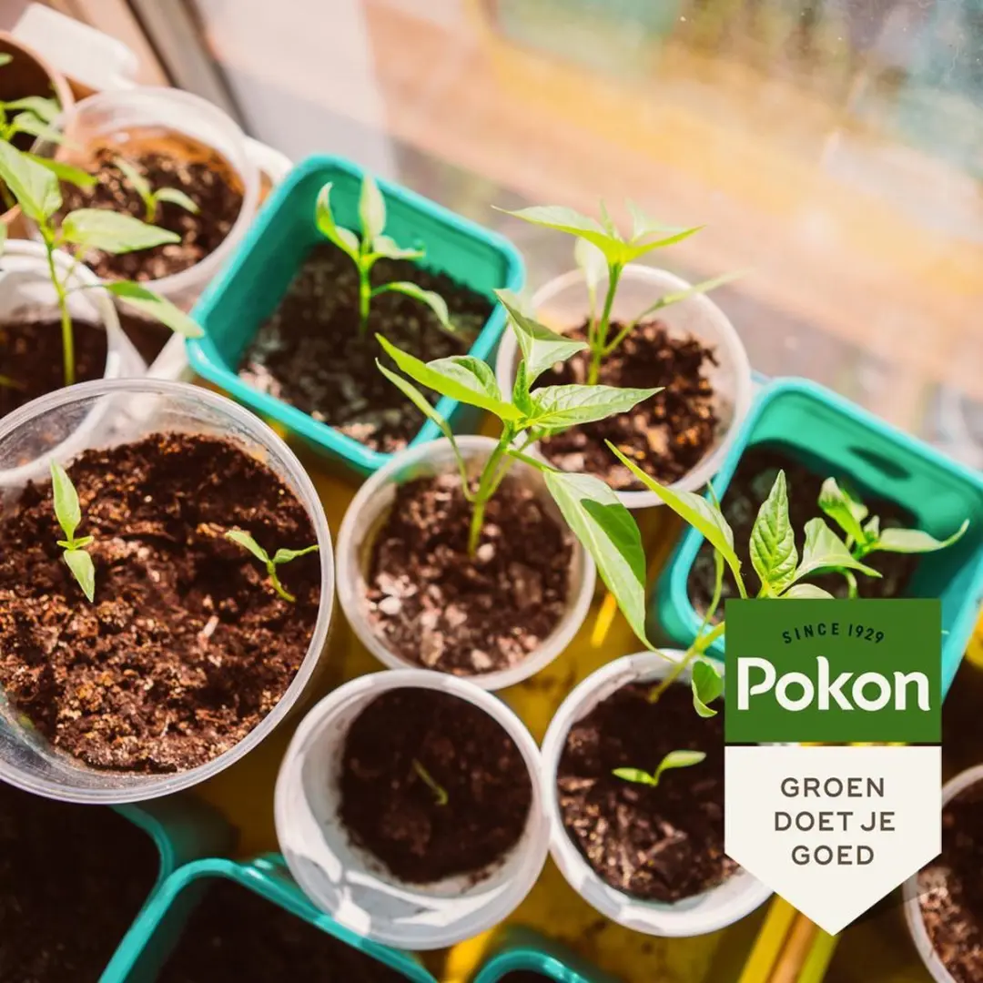 Pokon Bio Zaai- en Stekgrond 10L - afbeelding 5 van 6