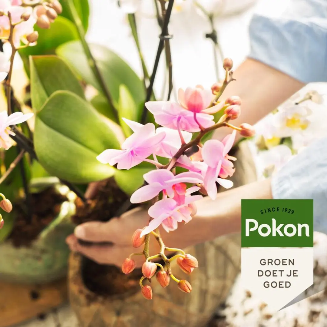Pokon Bio Orchidee Voeding 250ml - afbeelding 5 van 6
