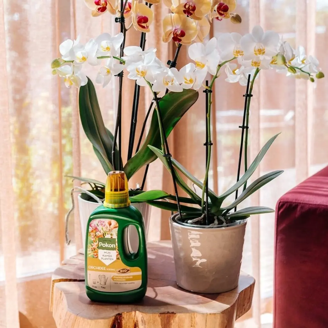 Pokon Bio Orchidee Voeding 250ml - afbeelding 4 van 6