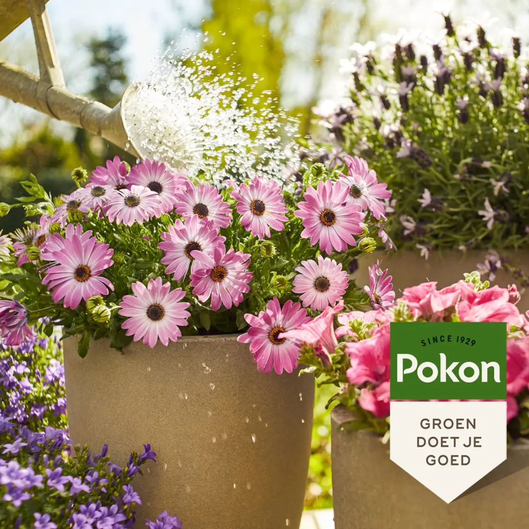 Pokon Terras & Balkonplanten Voeding 500ml - afbeelding 4 van 6