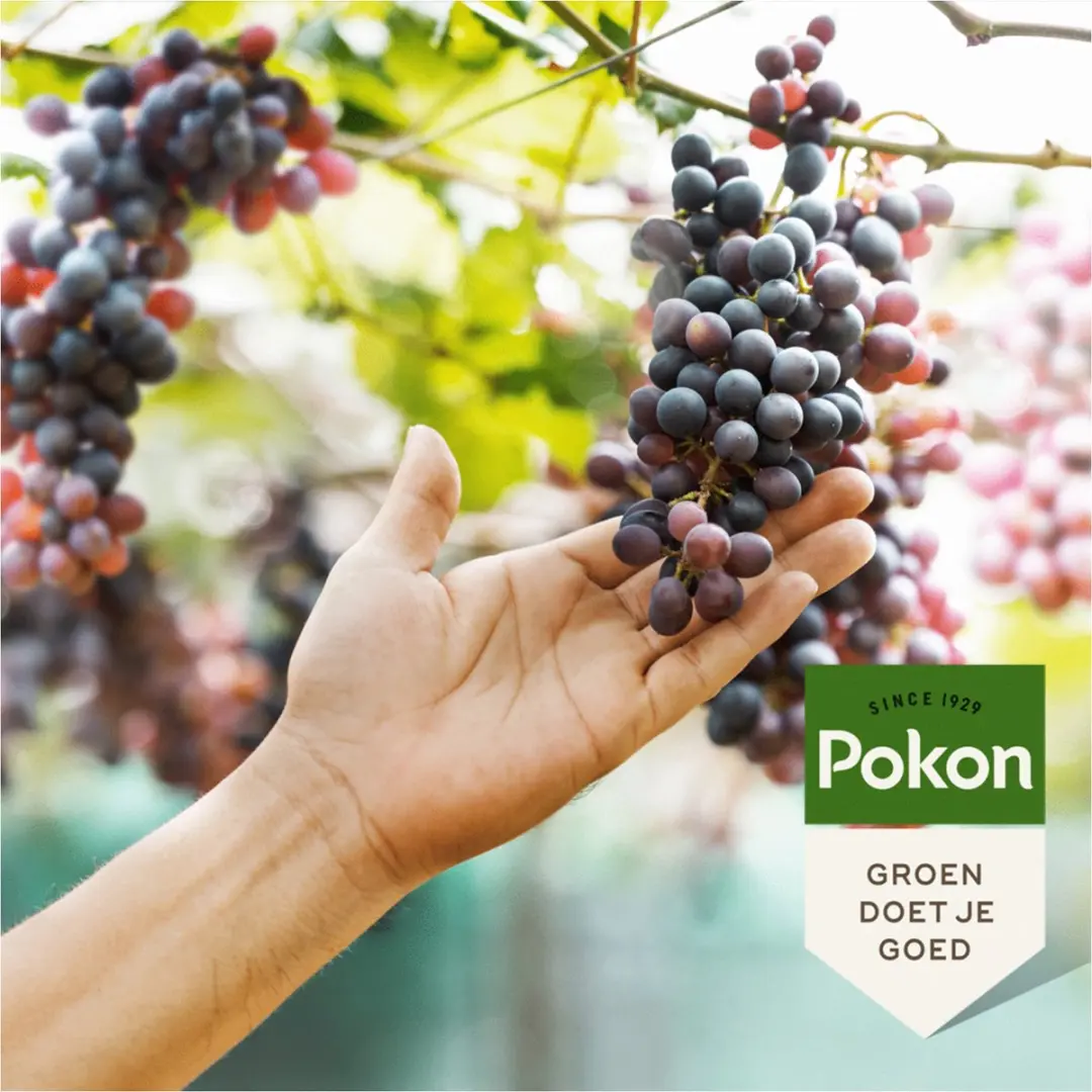 Pokon Druiven Mest 1kg - 120 dagen voeding - afbeelding 2 van 5