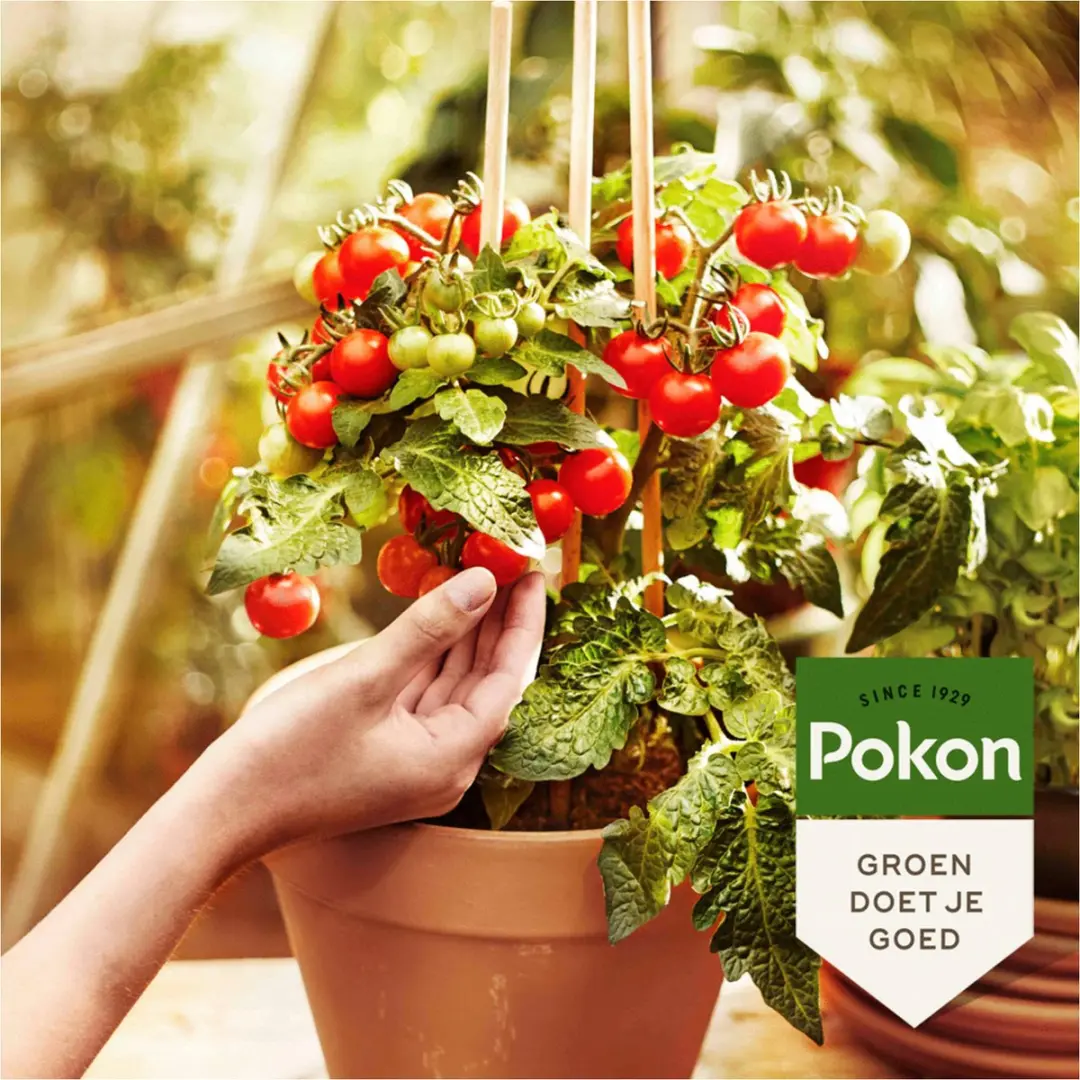 Pokon Bio Moestuin Mest 1kg - Biologisch - afbeelding 4 van 6