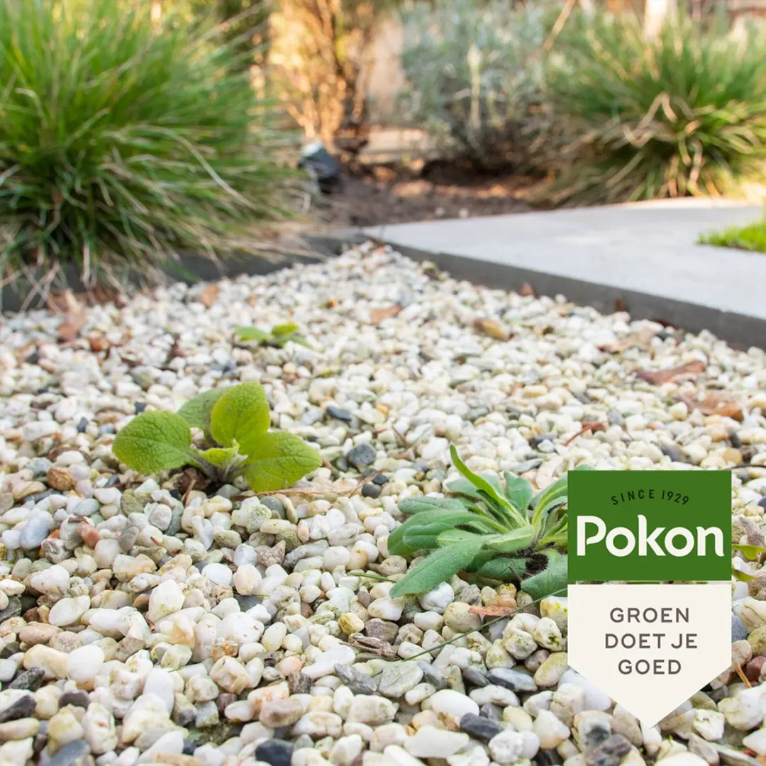 Pokon Tegen Onkruid Concentraat 450ml - 200m² - afbeelding 5 van 6