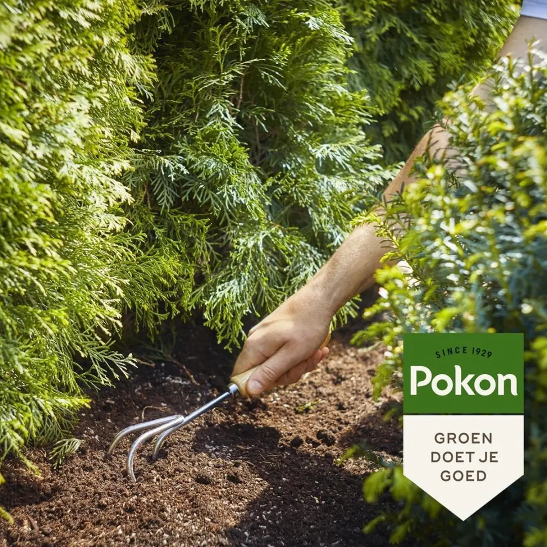 Pokon Conifeer & Taxus Mest 2,5kg - afbeelding 4 van 5