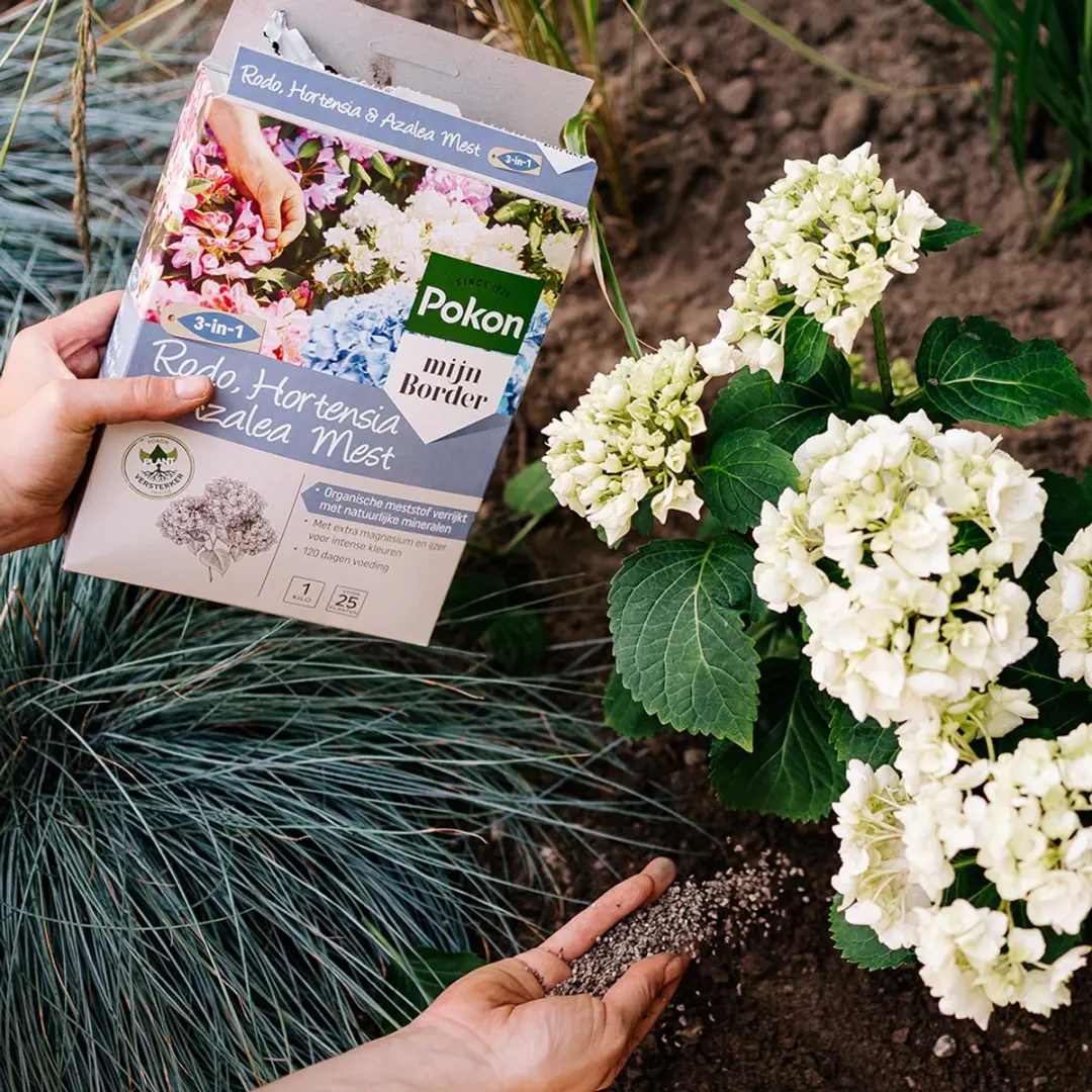 Pokon Rhododendron Hortensia & Azalea Mest 1kg - afbeelding 3 van 6