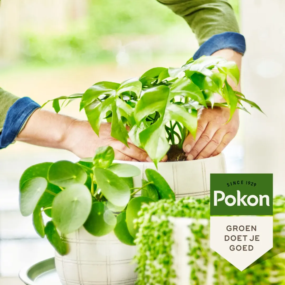 Pokon Bio Groene Planten Voeding 250ml - afbeelding 4 van 6