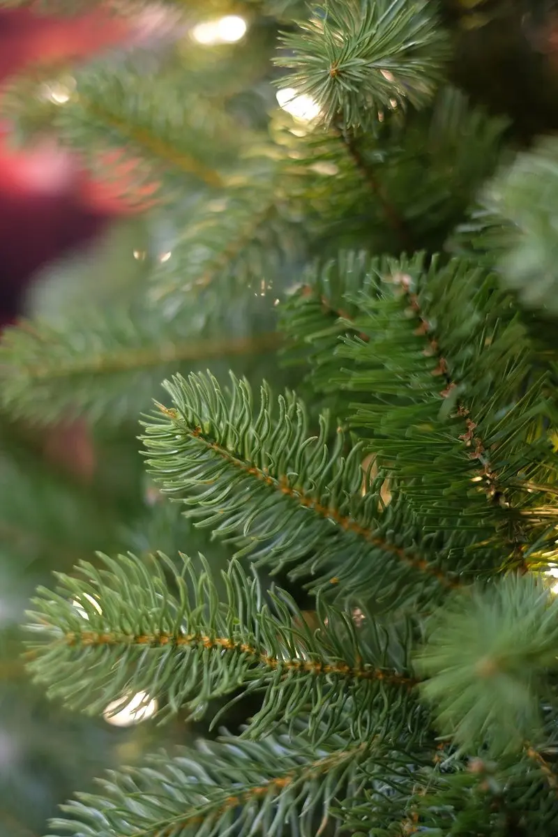 Famiflora Nordmann Kunstkerstboom 180cm - Groen - 1.005 Tips