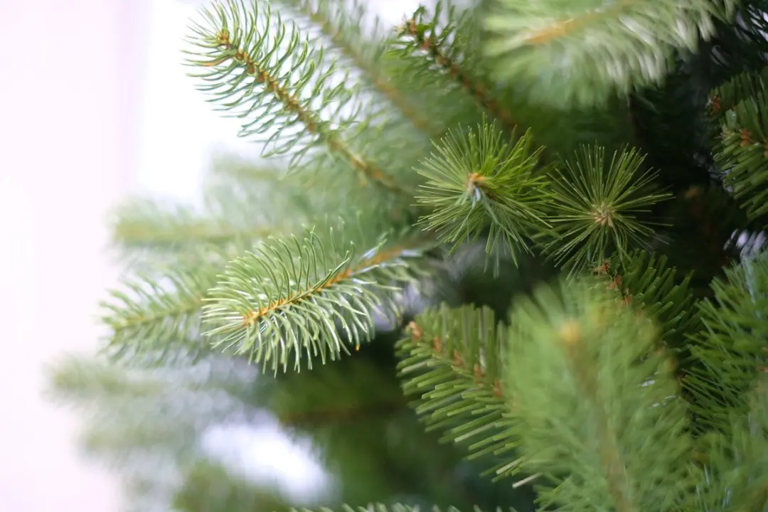 Famiflora Nordmann Kunstkerstboom 180cm - Groen - 1.005 Tips - afbeelding 6 van 6