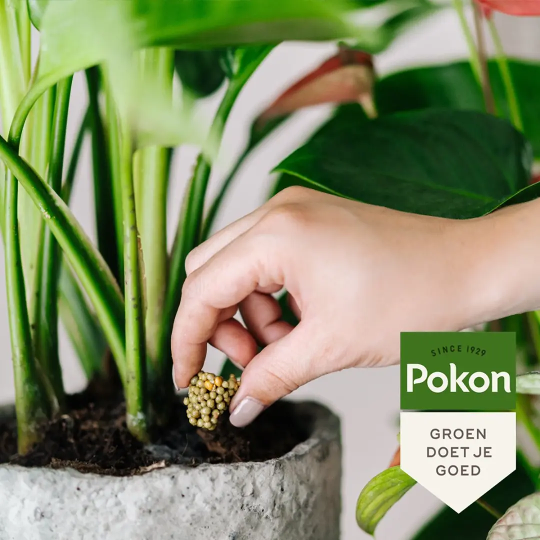 Pokon Voedingskegels Terras- & Balkonplanten - 10 Stuks - afbeelding 5 van 5