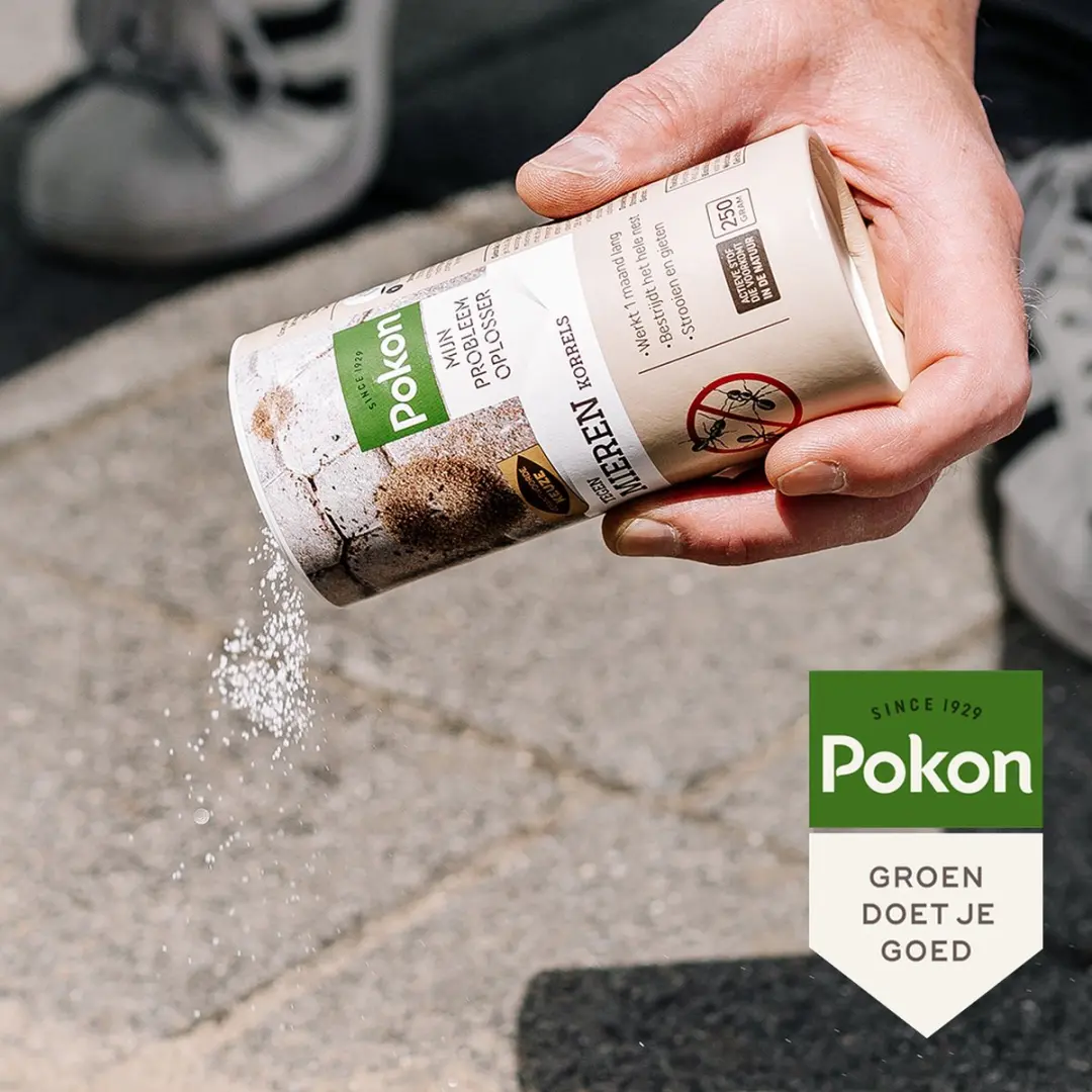 Pokon Tegen Mieren Korrels 250g - afbeelding 5 van 6