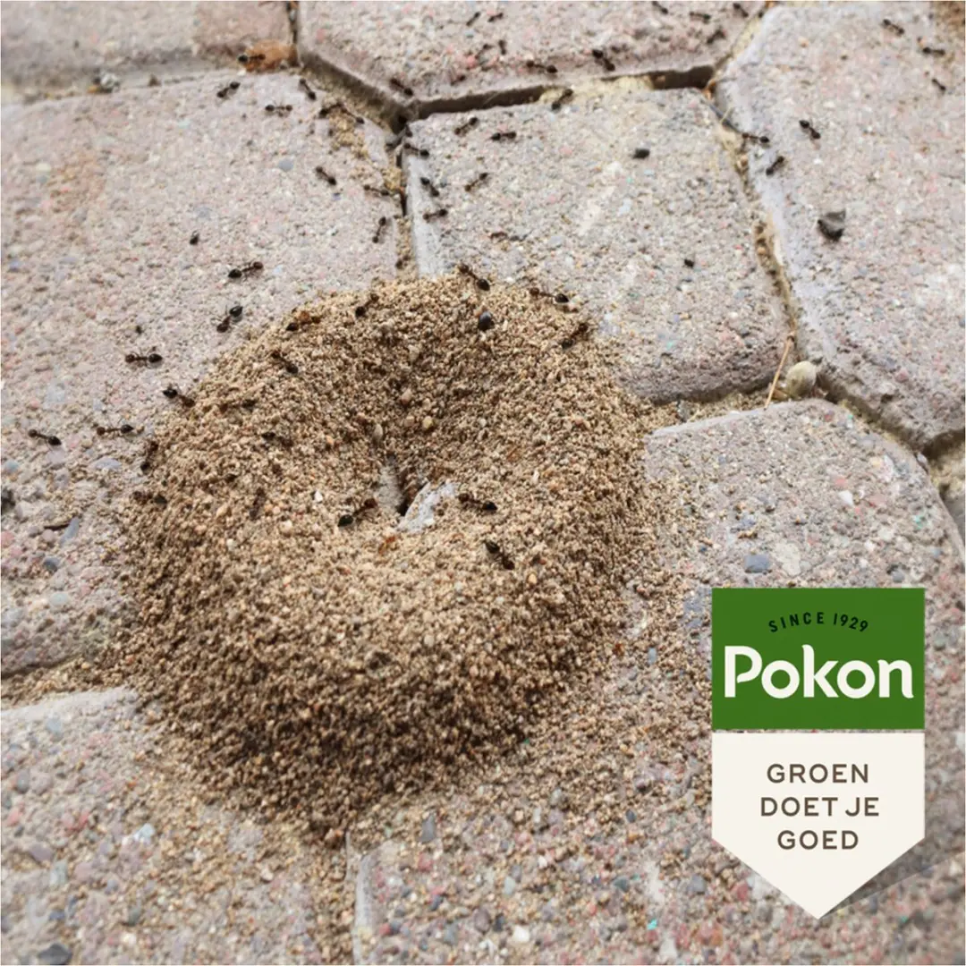 Pokon Tegen Mieren Korrels 250g - afbeelding 4 van 6