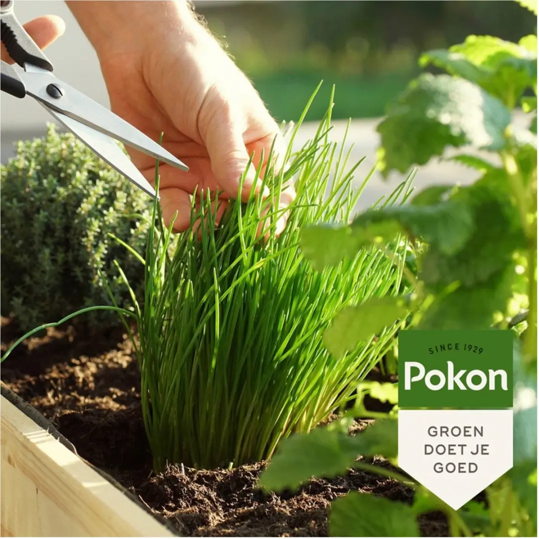Pokon Bio Kruidenmest 1kg - Biologisch - afbeelding 5 van 5
