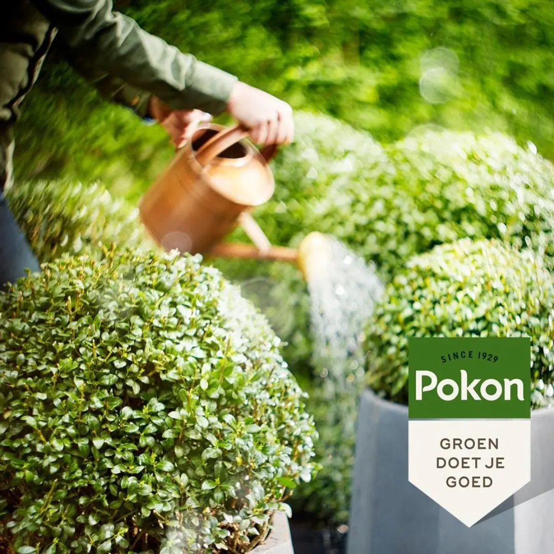 Pokon Buxus & Ilex Meststof 2,5kg - 3-in-1 - afbeelding 4 van 5