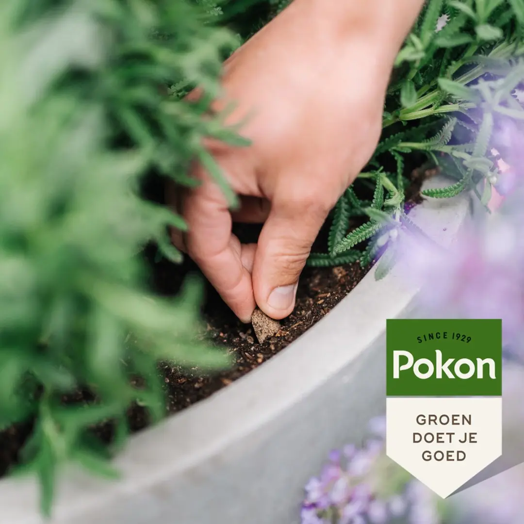 Pokon Bio Voedingskegels Terrasplanten 15 Stuks - 120 Dagen - afbeelding 4 van 6