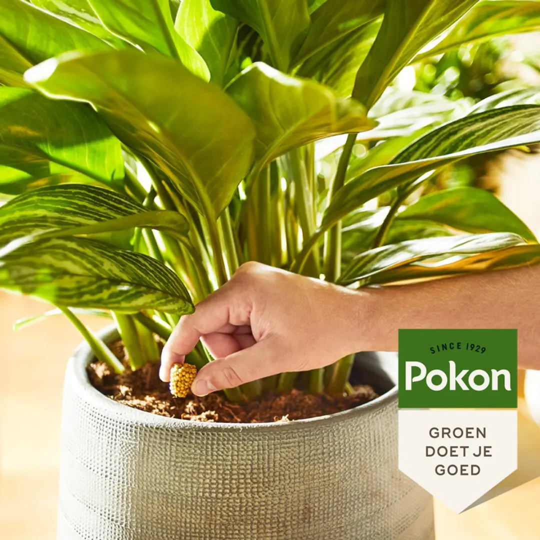 Pokon Kamerplanten Voedingskegels 10 Stuks - afbeelding 4 van 5