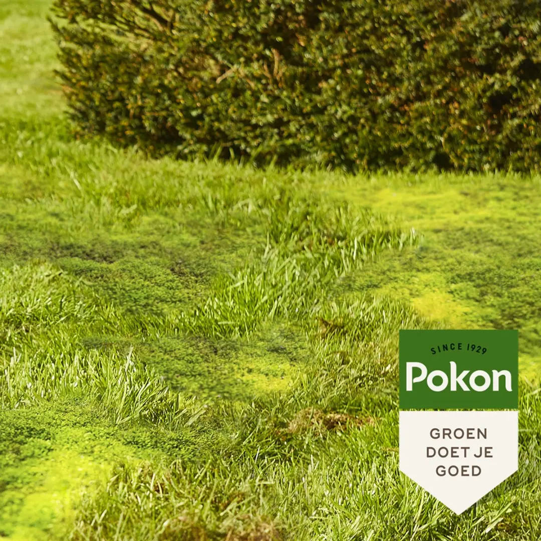 Pokon Mos Weg! Onkruidverdelger 3,5kg - 100m² - afbeelding 5 van 6