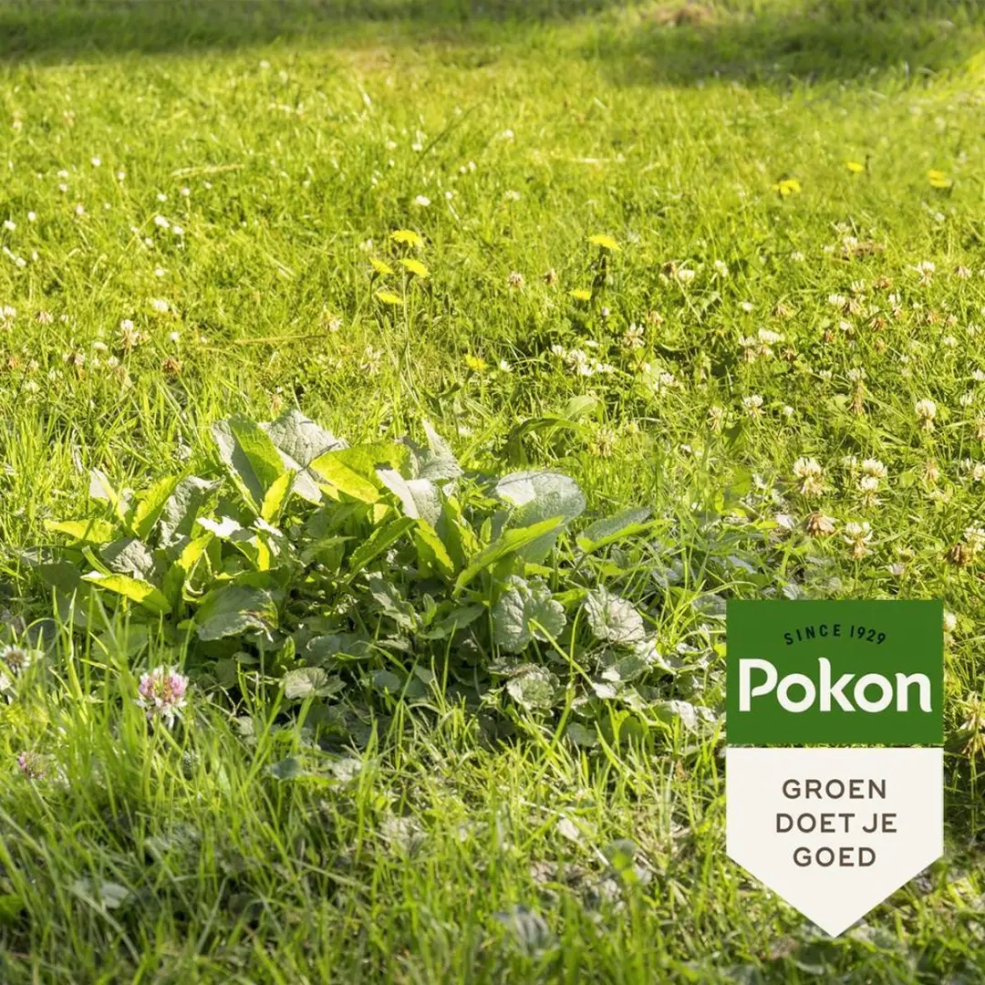 Pokon Onkruid Weg! Onkruidverdelger 2,4kg - 120m² - afbeelding 5 van 6