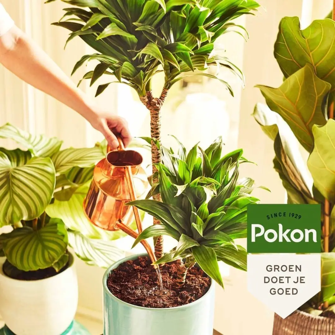 Pokon Kamerplanten Voeding Poeder 100g - afbeelding 2 van 4