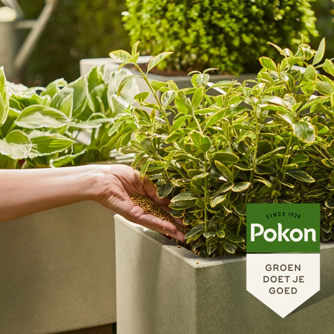 Pokon Voedingskorrels Groene Planten 800g - afbeelding 5 van 5